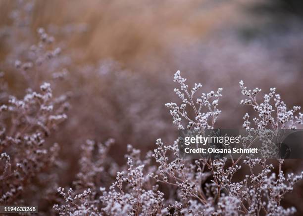 snow and frost on the plants in warm sunlight. - autumn frost stock pictures, royalty-free photos & images