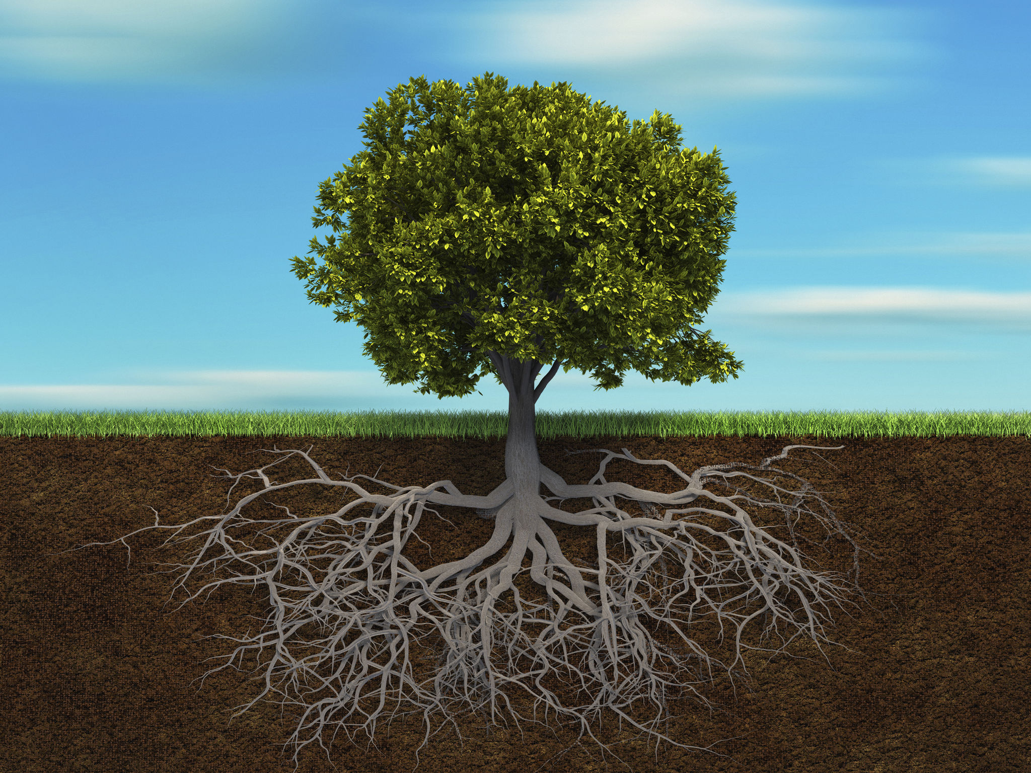 tree soil