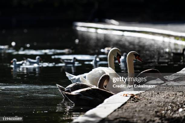 swans - battersea park stock-fotos und bilder