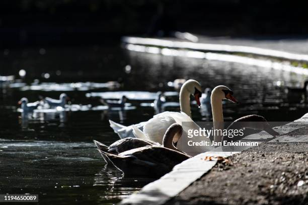 swans - battersea park fotografías e imágenes de stock