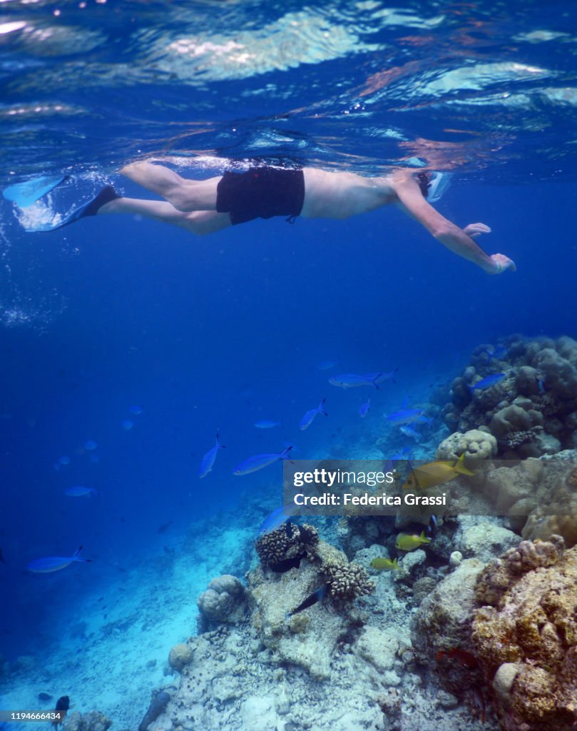 Senior Man Snorkeling On A Sand Bank In Maldivian Lagoon of Fihalhohi Island