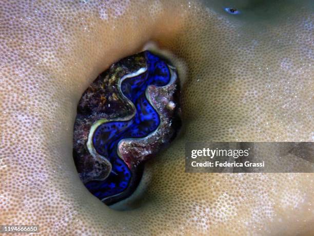 blue tridacna clam or giant clam, fihalhohi island, maldives - boring clam stock pictures, royalty-free photos & images