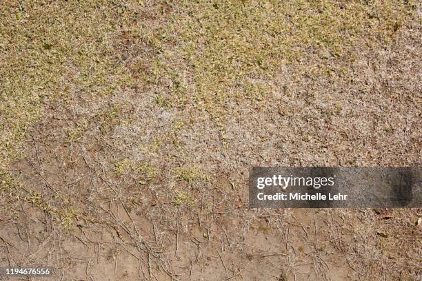 dead grass in australian backyard in brisbane - grass dirt stock-fotos und bilder