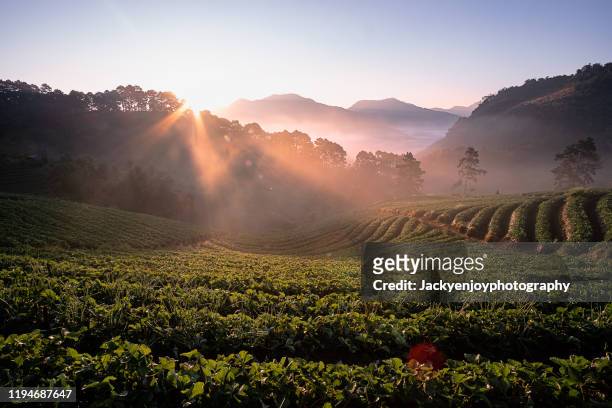 morning golden mist with strawberry terrace farm at doi angkhang mountain - pomar imagens e fotografias de stock