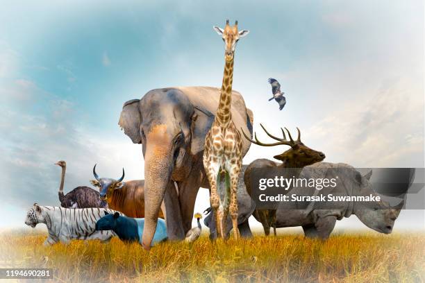 wildlife conservation day, wildlife home threatened by humans (protecting wildlife) - earth cartoon stock pictures, royalty-free photos & images