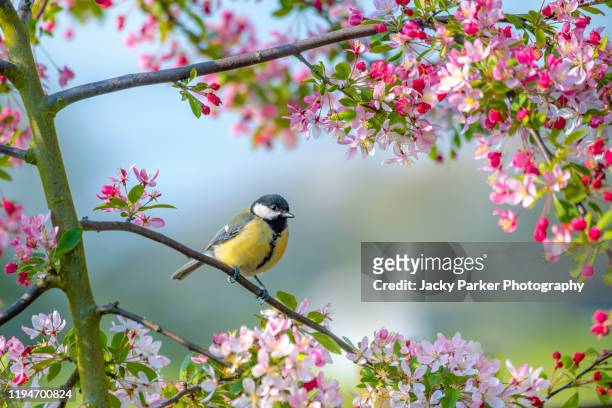a bluetit garden bird parus major. resting on the branch of a crab apple tree with spring blossom - frühling stock-fotos und bilder