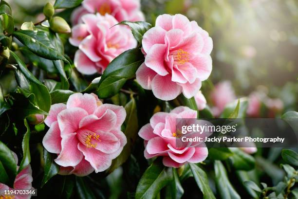 close-up image of the beautiful spring flowering, pink camellia 'yours truly' flower - camellia stock-fotos und bilder