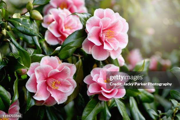 close-up image of the beautiful spring flowering, pink camellia 'yours truly' flower - camellia bush stock-fotos und bilder