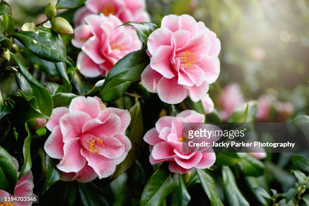close-up image of the beautiful spring flowering, pink camellia 'yours truly' flower - bloom stock pictures, royalty-free photos & images