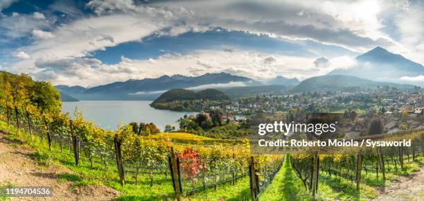 terraced vineyards above lake thun, spiez, bern, switzerland - lago thun fotografías e imágenes de stock