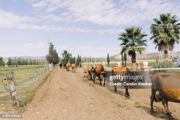 dairy cows walking in a row to be milked on a dirt road - queretaro state stock pictures, royalty-free photos & images