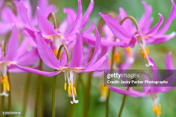 close-up image of the spring flowering erythronium dens-canis, the dog's-tooth-violet or dogtooth violet purple flower - erythronium foto e immagini stock