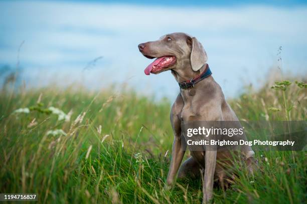 weimaraner dog sitting in the countryside - weimaraner bildbanksfoton och bilder