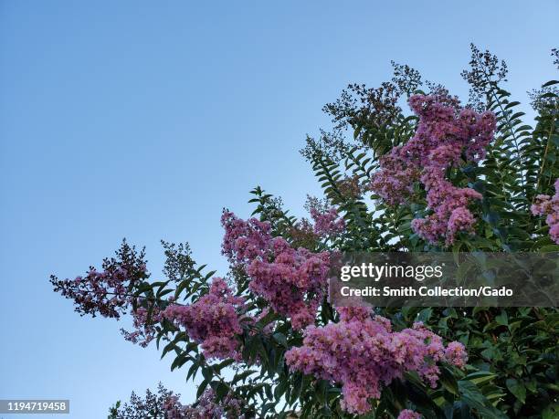 Close-up of a flowering crape myrtle tree in San Ramon, California, August 14, 2019.