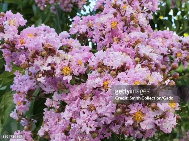 Close-up of a flowering crape myrtle tree in San Ramon, California, August 14, 2019.