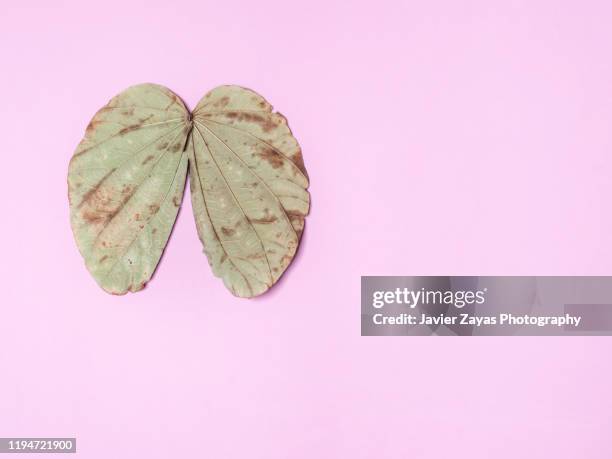 two damaged leaves in shape of lungs - cancerland 2019 bildbanksfoton och bilder