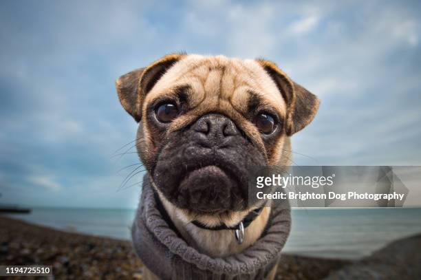 portrait of a pug at the beach - cute pug - fotografias e filmes do acervo
