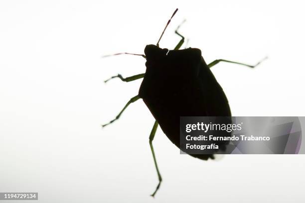 bedbug - bed bug stock pictures, royalty-free photos & images