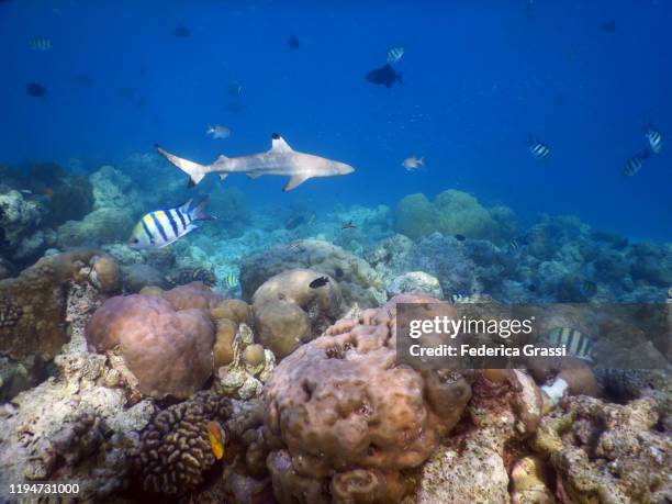 blacktip reef shark, fihalhohi island, maldives - blacktip reef shark stock pictures, royalty-free photos & images