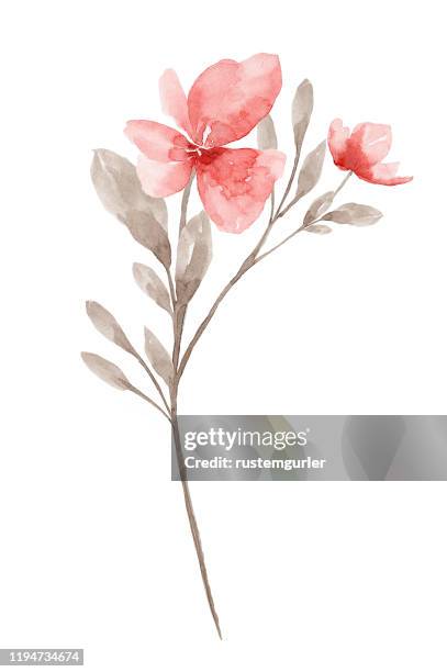 watercolor flower white background - watercolor flowers stock illustrations