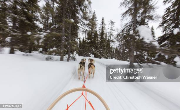 finnland - lappland - hundeschlitten - sled dog stock pictures, royalty-free photos & images