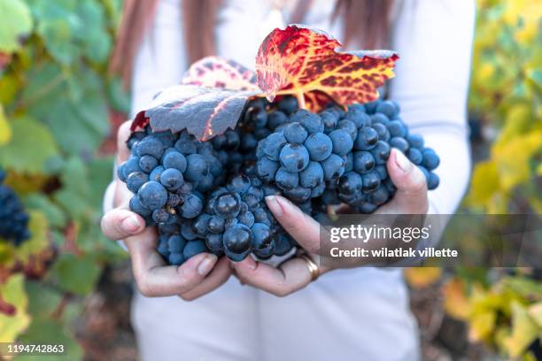 woman holding bunch of red grapes - viniculture stock pictures, royalty-free photos & images