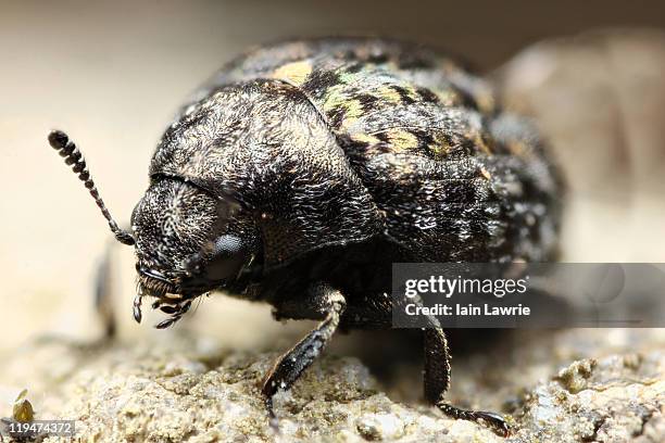 pill beetle, byrrhus pilula - pilula stock pictures, royalty-free photos & images