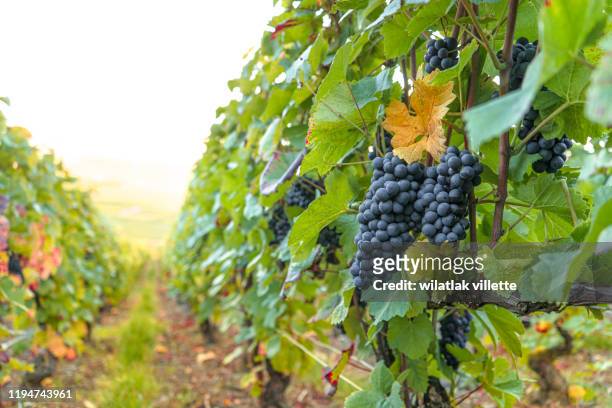 close-up of ripe grapes ready for harvest.in france - ラングドックルシヨン ストックフォトと画像