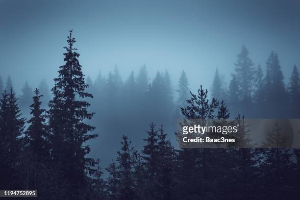 one grey and foggy afternoon in the forest - norway spruce stock pictures, royalty-free photos & images