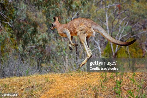 Kangaroo Jump Roping Kangaroos Jumping Photos and Premium High Res Pictures - Getty Images