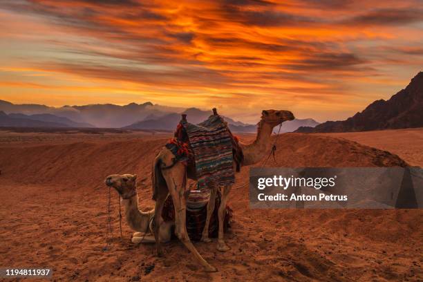 camels in the sinai desert at sunset. egypt - egypt desert stock pictures, royalty-free photos & images