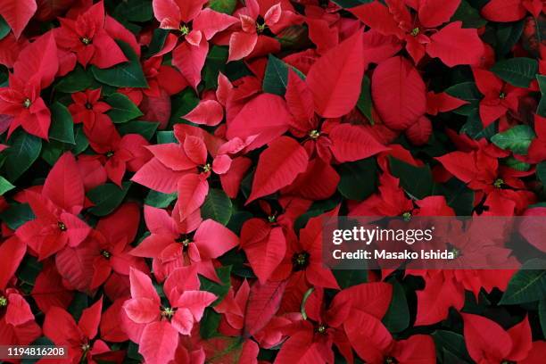 full frame shot of poinsettia plants,christmas flowers(euphorbia pulcherrima,christmas stars ,holiday flowers)blooming in pink and red colours , christmas background - christmas star stock pictures, royalty-free photos & images