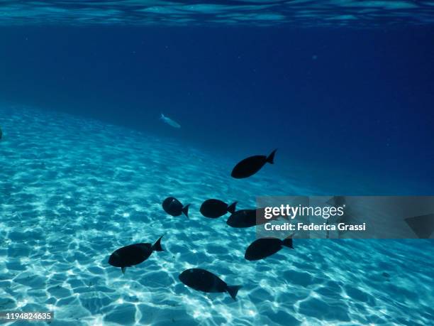 black surgeonfish in the tropical lagoon of fihalhohi island, maldives - acanthurus sohal stock pictures, royalty-free photos & images