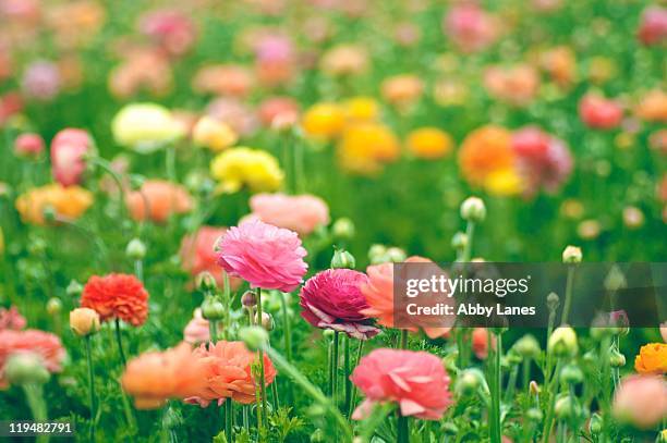 ranunculus - buttercup family stock pictures, royalty-free photos & images