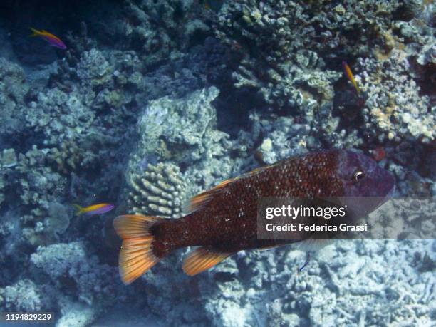 orange-spotted emperor (lethrinus kallopterus), fihalhohi island, maldives - lethrinus stock pictures, royalty-free photos & images