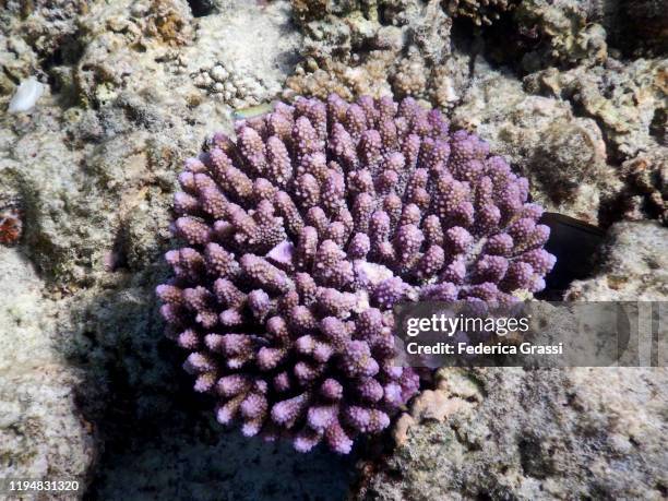 purple acropora coral formation, fihalhohi island, maldives - acropora sp stock pictures, royalty-free photos & images