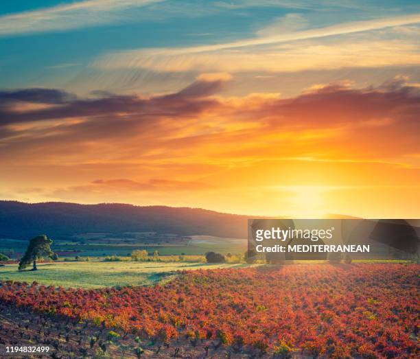 wijngaard wijnstokken zonsondergang in spanje in de herfst - spain stockfoto's en -beelden