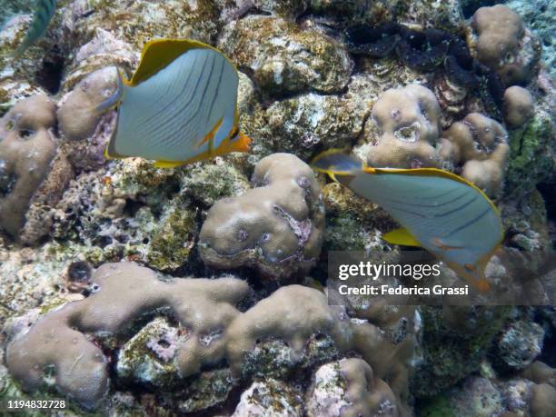 two chaetodon xanthocephalus (yellowhead butterflyfish), fihalhohi island, maldives - xanthocephalus stock pictures, royalty-free photos & images