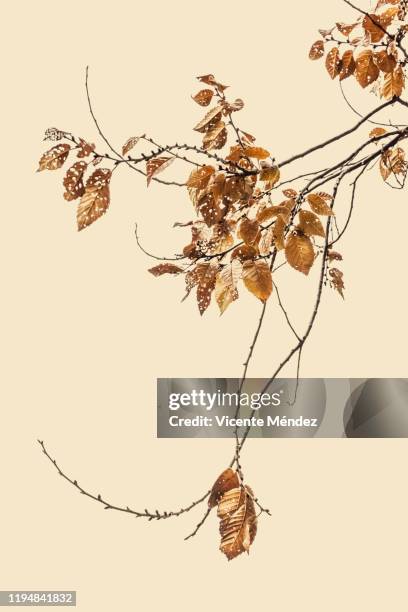 last autumn leaves - dry leaf stock pictures, royalty-free photos & images