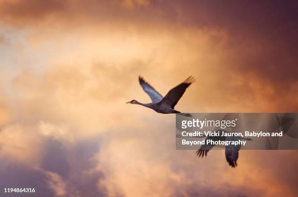 two sandhill cranes against dramatic sky at bosque del apache, new mexico - grou pássaro - fotografias e filmes do acervo