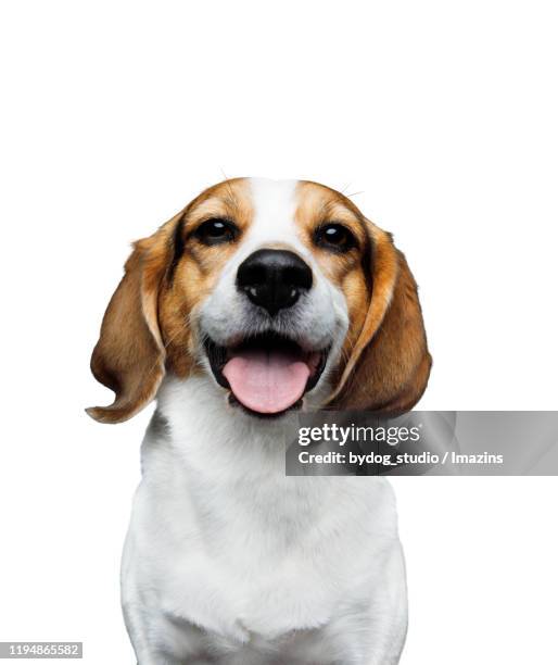 beagle, studio shot - dog studio shot stock pictures, royalty-free photos & images