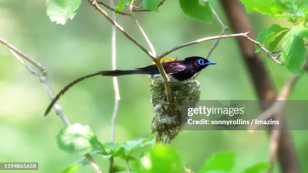 japanese paradise flycatcher - eutrichomyias rowleyi stock pictures, royalty-free photos & images