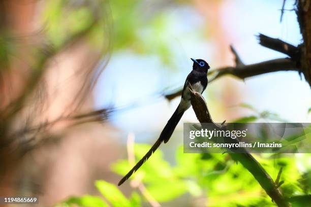 japanese paradise flycatcher - eutrichomyias rowleyi stock pictures, royalty-free photos & images