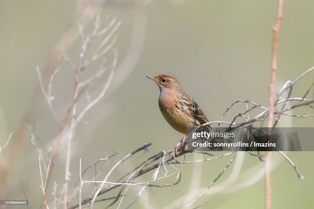 Red-throated Pipit
