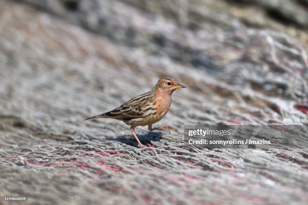 Red-throated Pipit