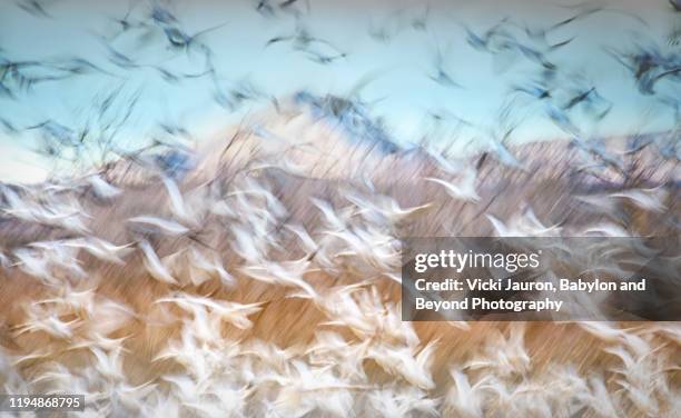 blue sky and snow geese blur at bosque del apache, new mexico - vogelpiek stockfoto's en -beelden