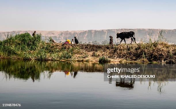 Farmer leads a cow to drink from the Nile river in the village of Gabal al-Tayr north of Egypt's southern city of Minya on November 13, 2019.