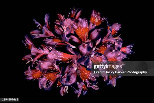 vibrant coloured floral abstract design using peruvian lilies with black background - floral arrangement stock-fotos und bilder