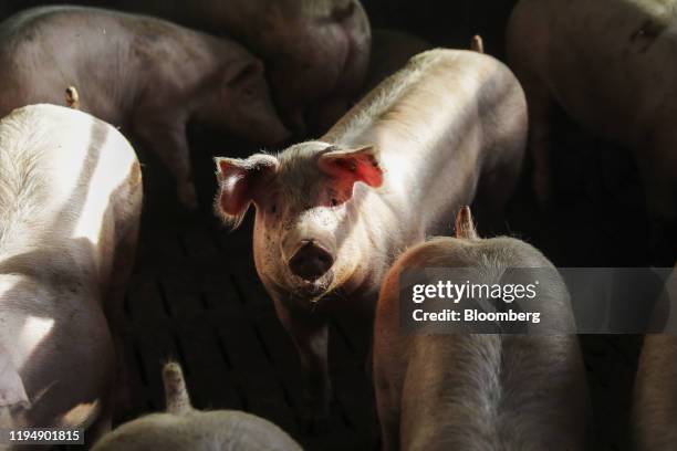 Sunlight illuminates pigs in an indoor pigsty on a livestock farm in Ohrenbach, Germany, on Monday, Jan. 20, 2020. Despite its relatively small size...