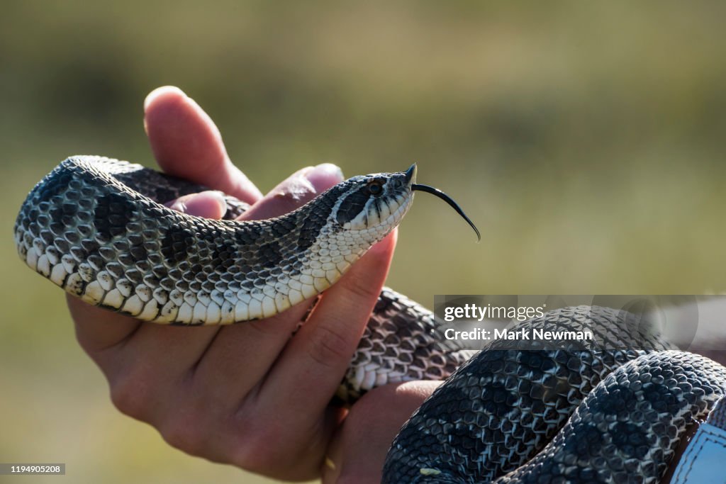Western Hognose Snake